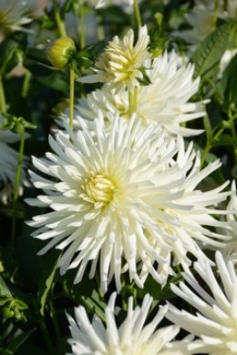 PURISSIMA